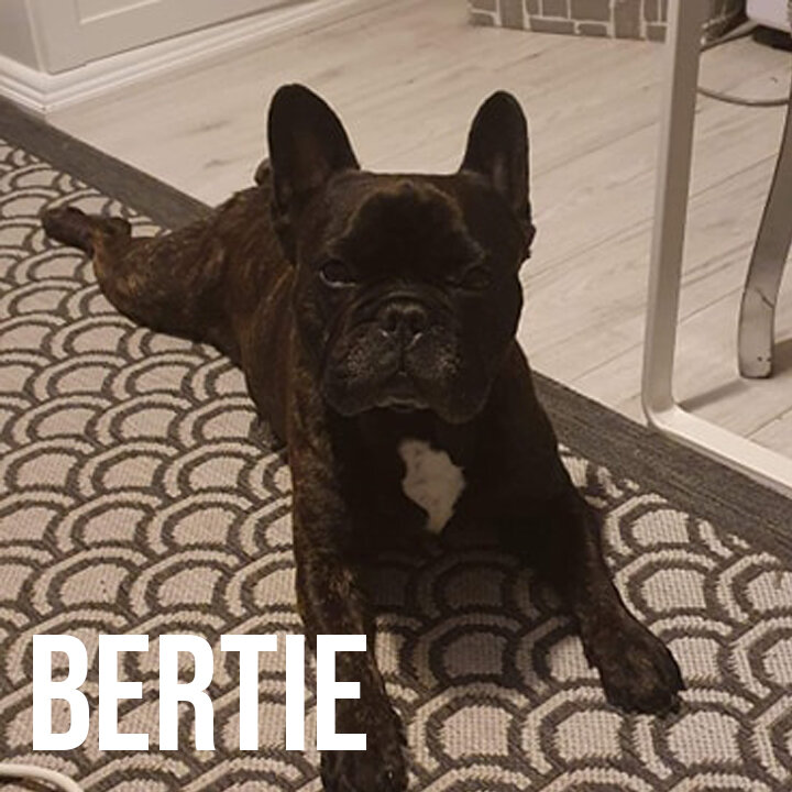 bertie.jpg