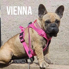 VIENNA.jpg