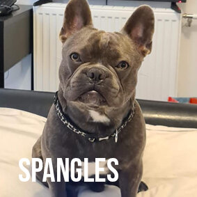 SPANGLES.jpg