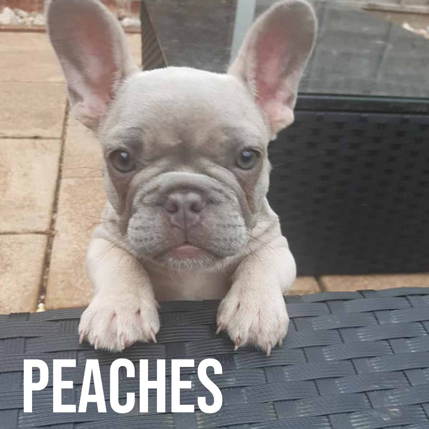 peaches.jpg