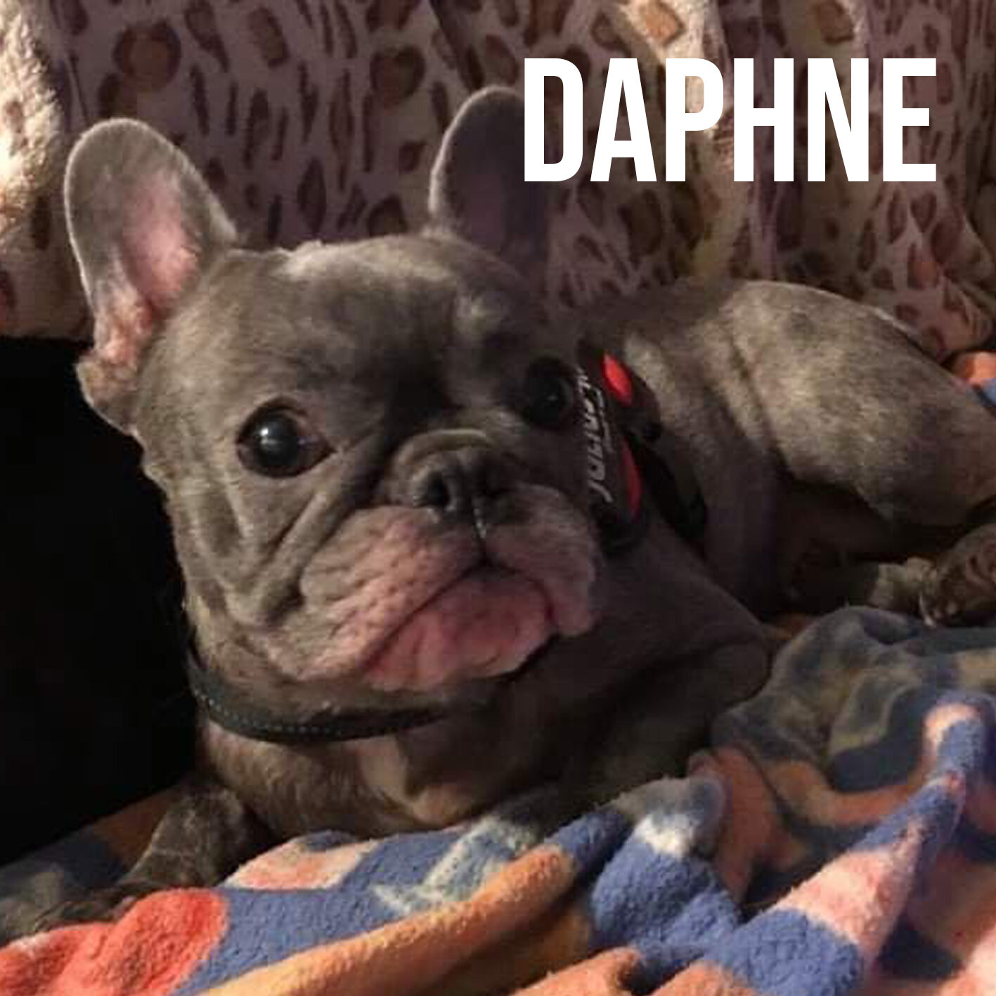 daphne.jpg