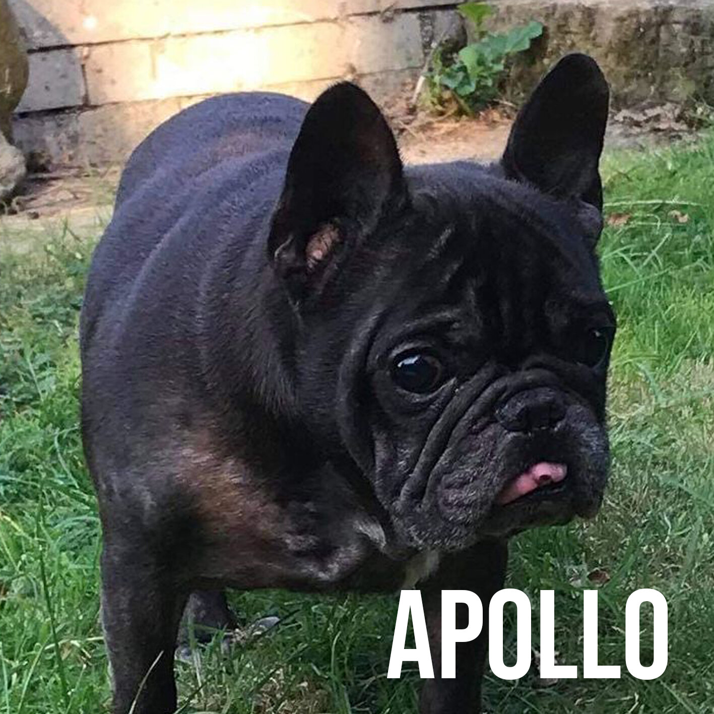 apollo.jpg