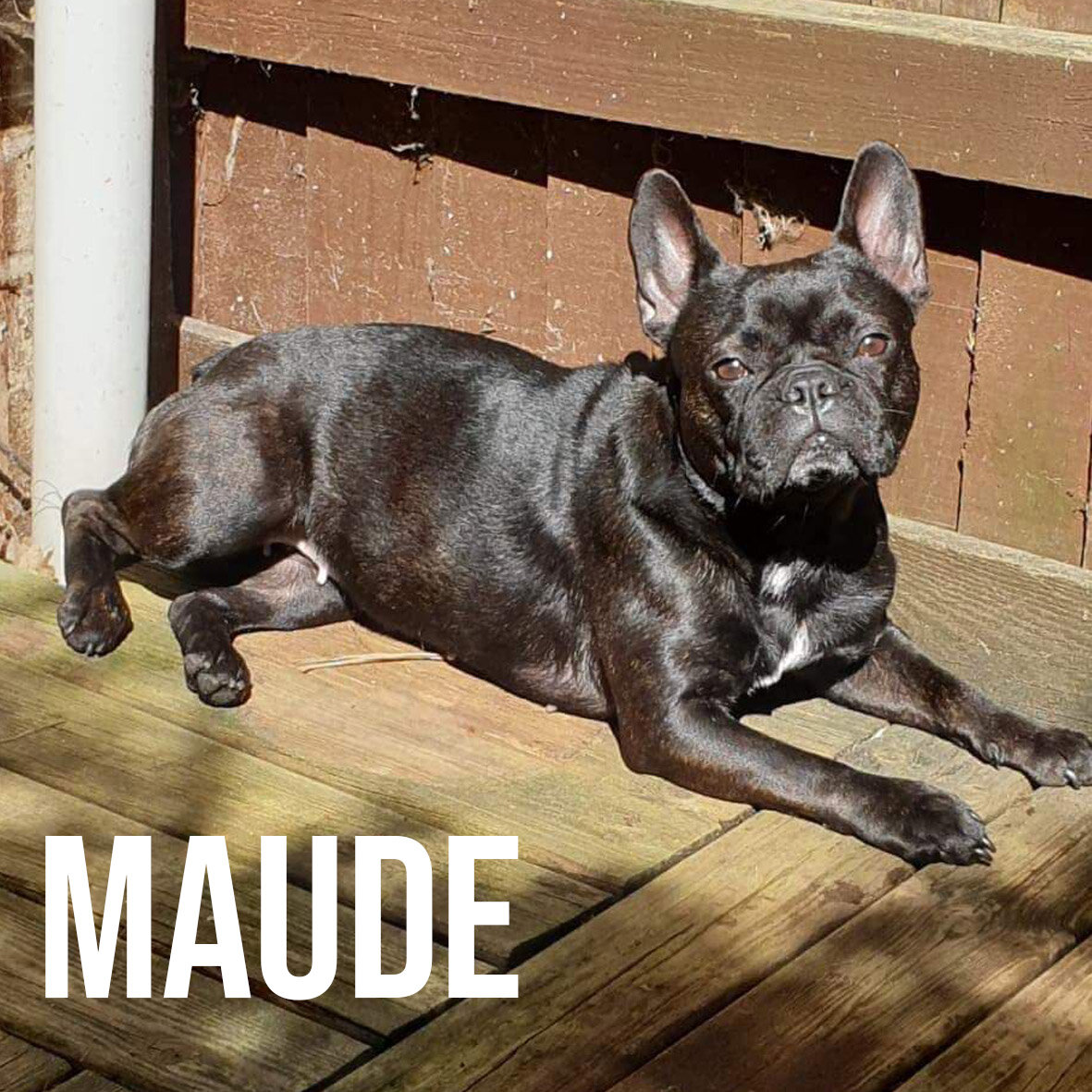 MAUDE.jpg