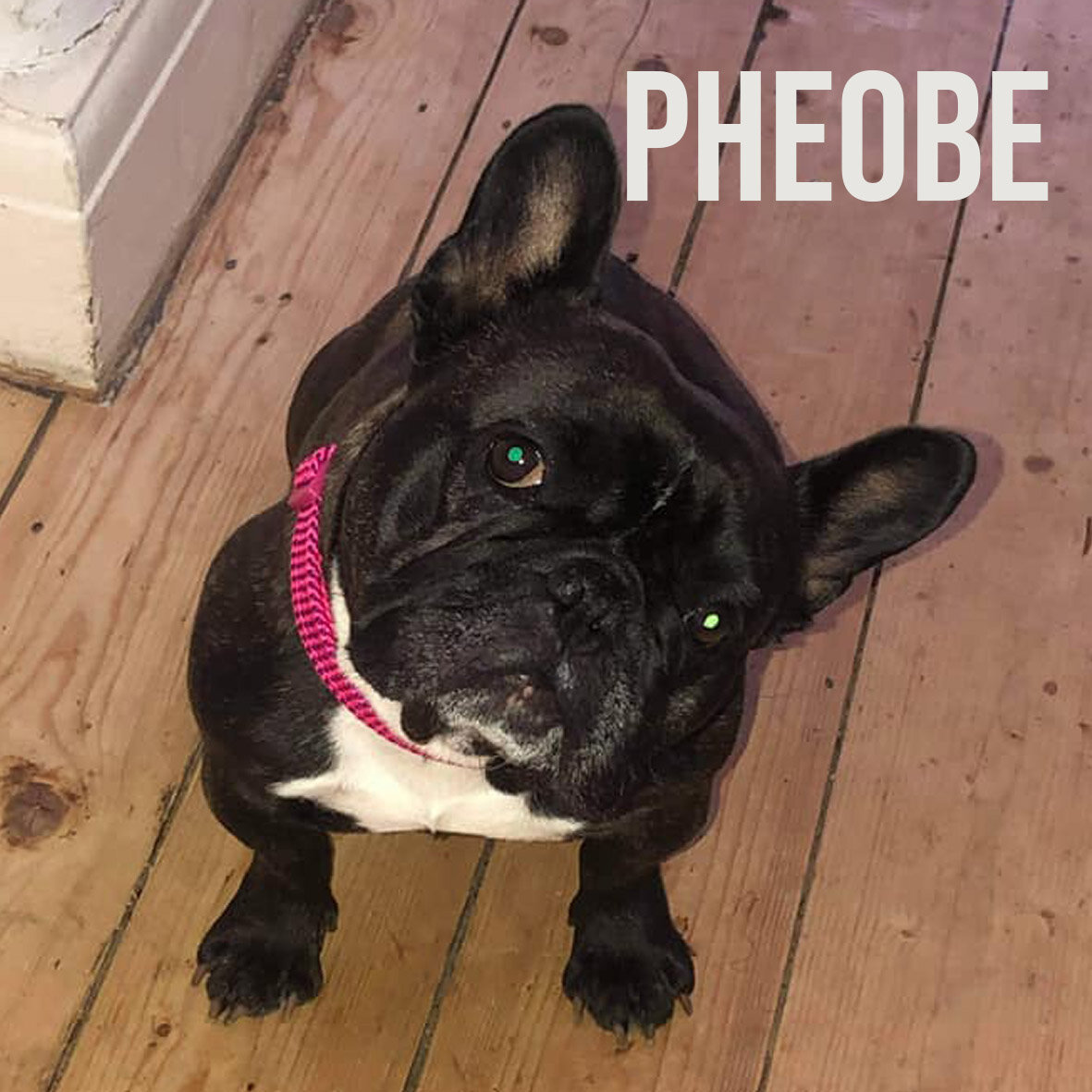 pheobe.jpg