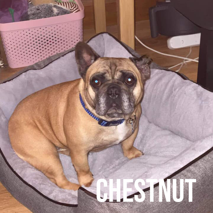 CHESTNUT.jpg