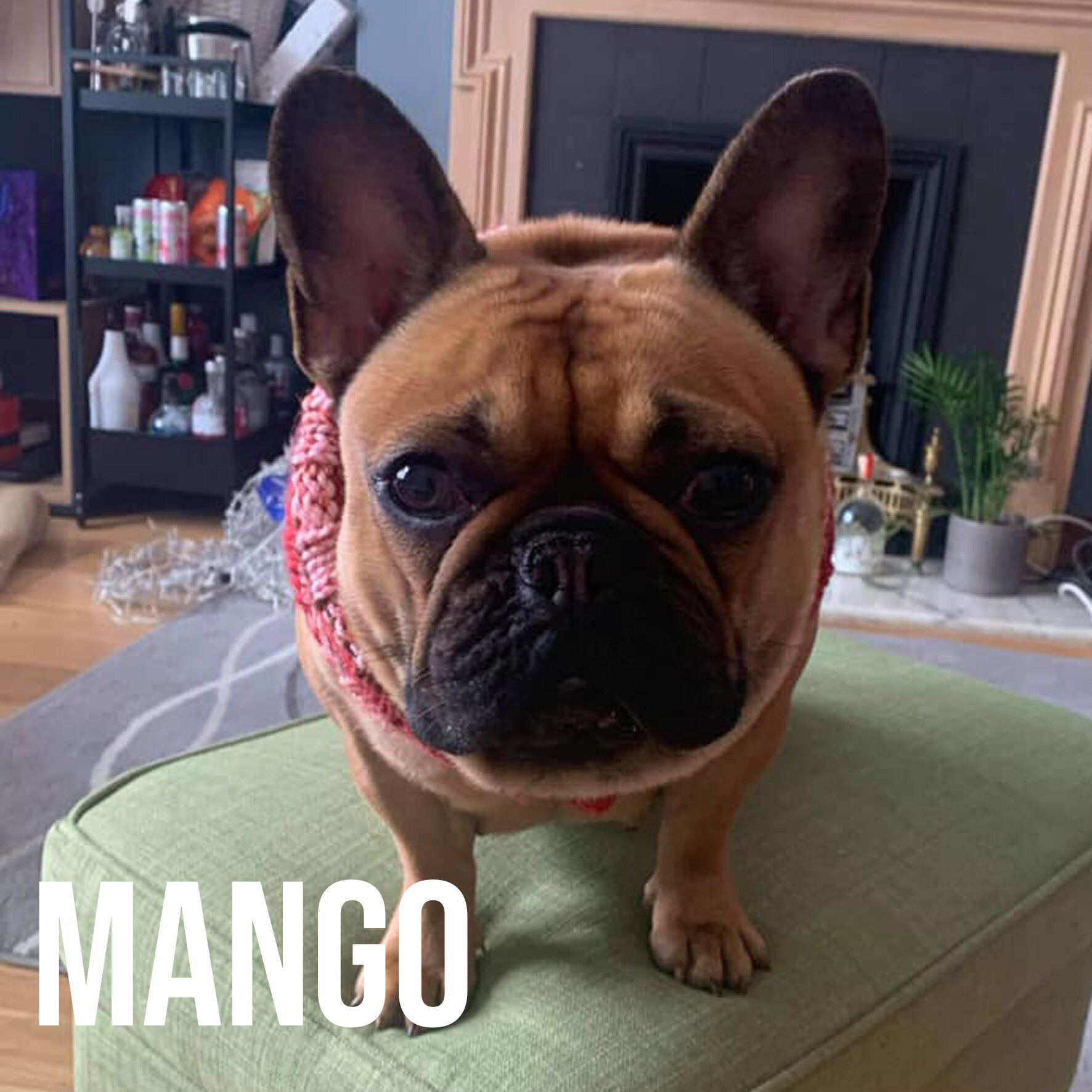 mango.jpg