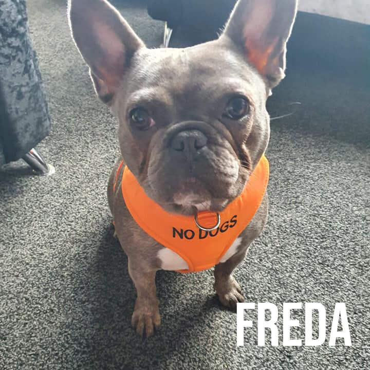 freda.jpg