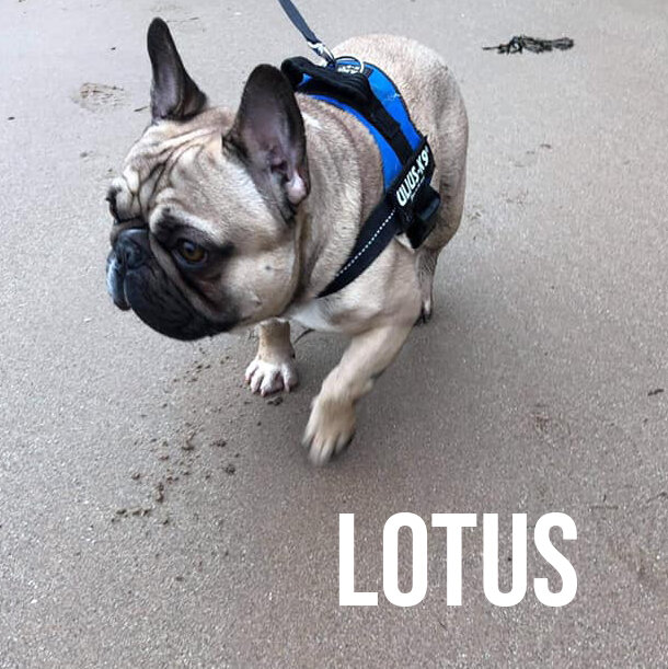 lotus.jpg