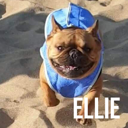 ellie.jpg