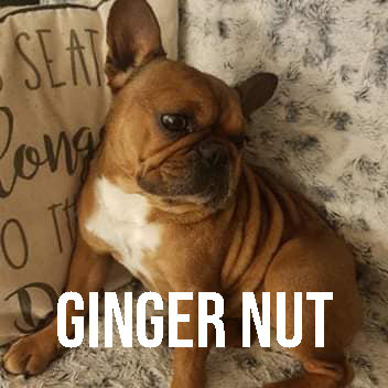 ginger nut.jpg