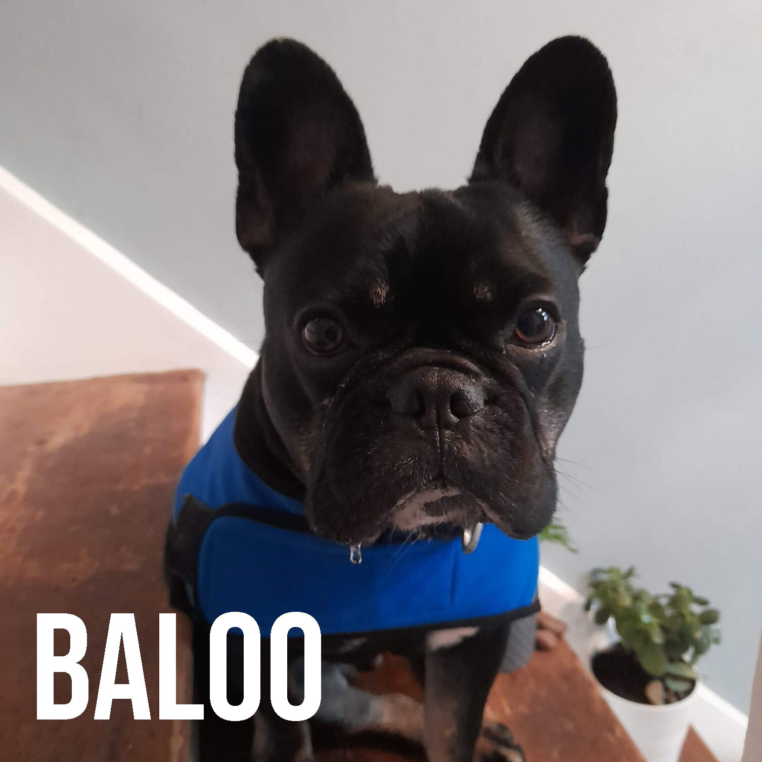 baloo.jpg