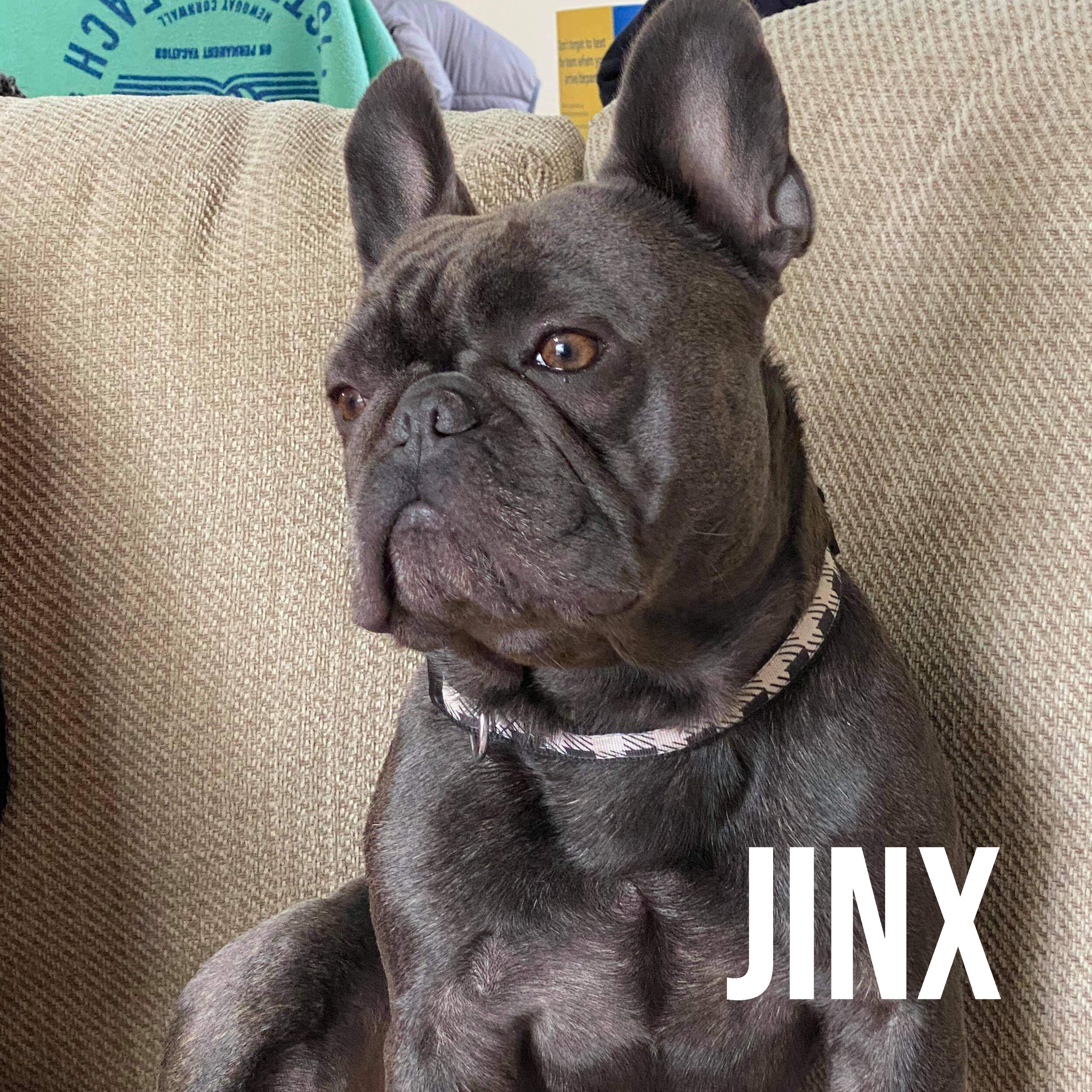 JINX.jpg
