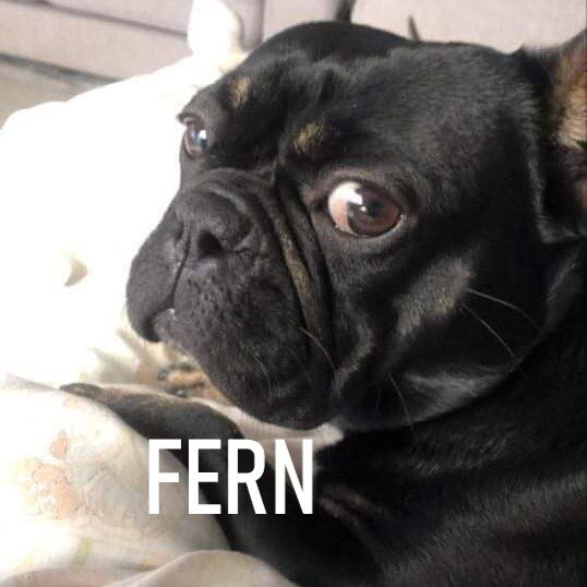 FERN.jpg