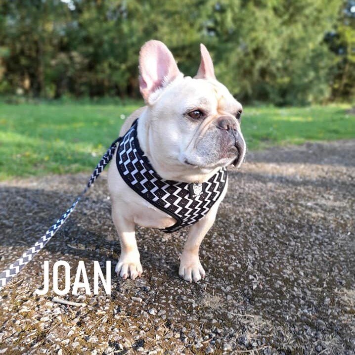 JOAN.jpg