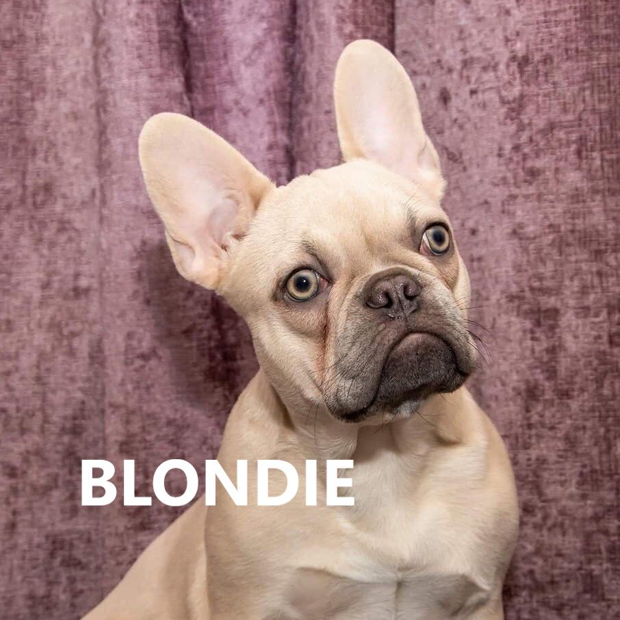 blondie.jpg