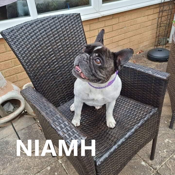 Niamh.jpg