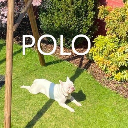 polo.jpg