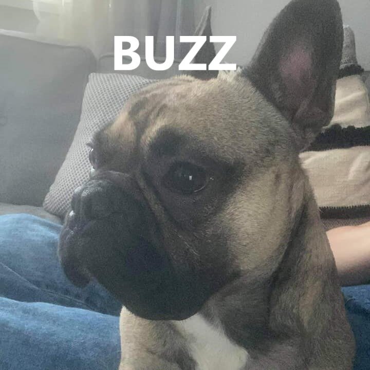 buzz.jpg