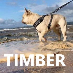 timber.jpg