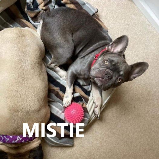 mistie.jpg