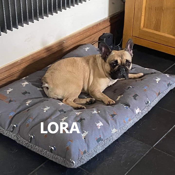 lora.jpg