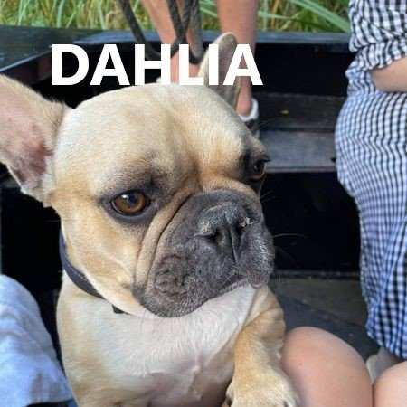 dahlia.jpg