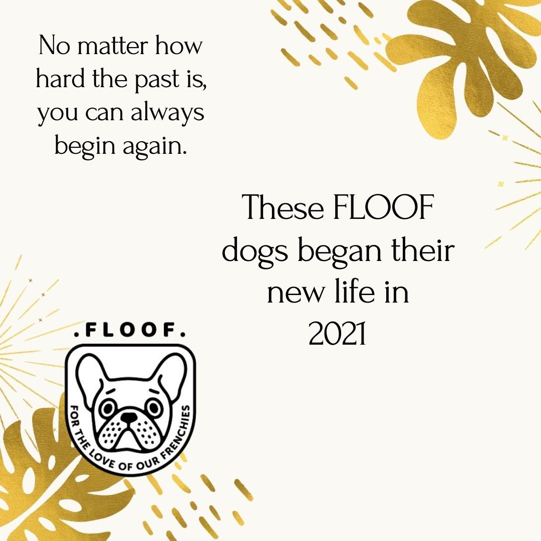 These FLOOF dogs began their new life in 2021.jpg