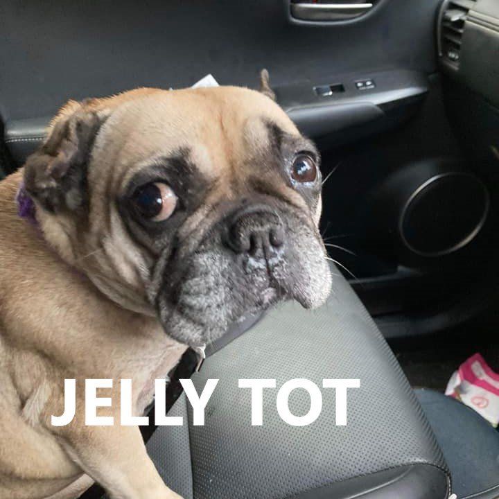 JELLY TOT.jpg