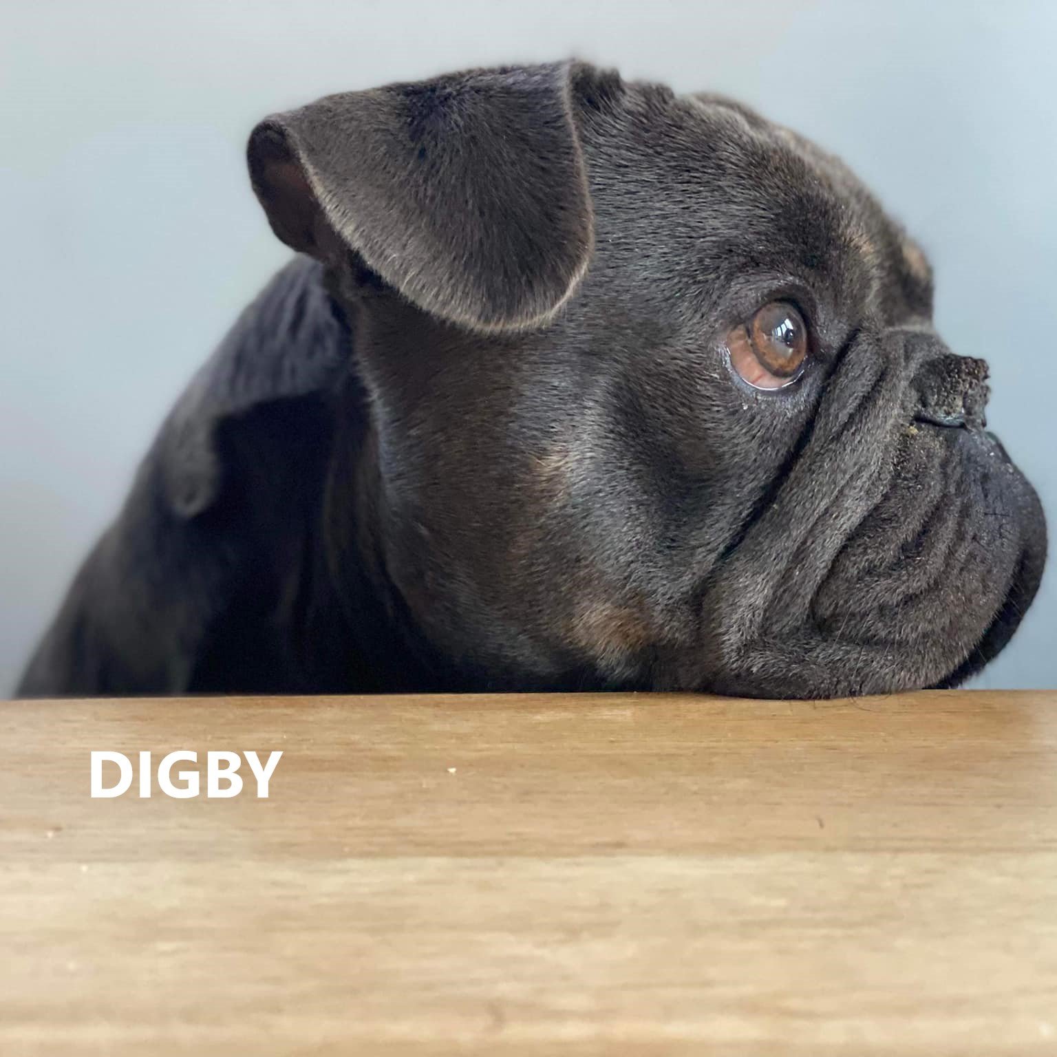 DIGBY.jpg