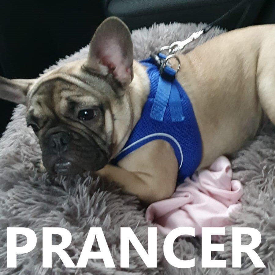 prancer.jpg