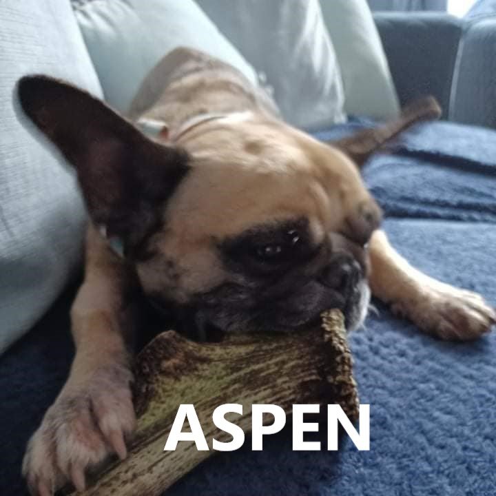 aspen.jpg