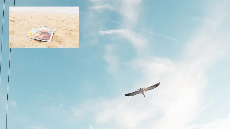 anthem---seagull.jpeg
