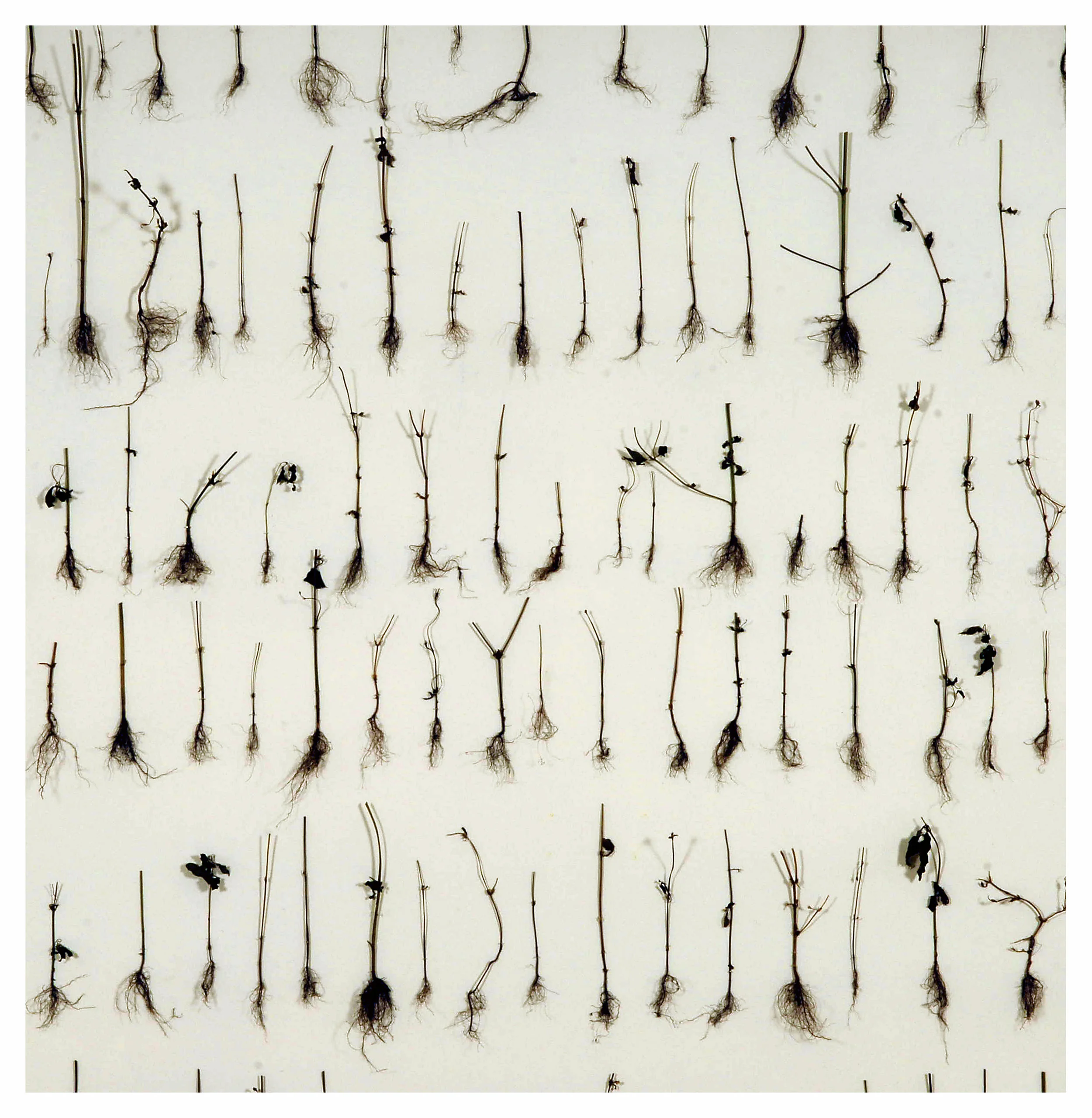 transience 007 copy.jpg