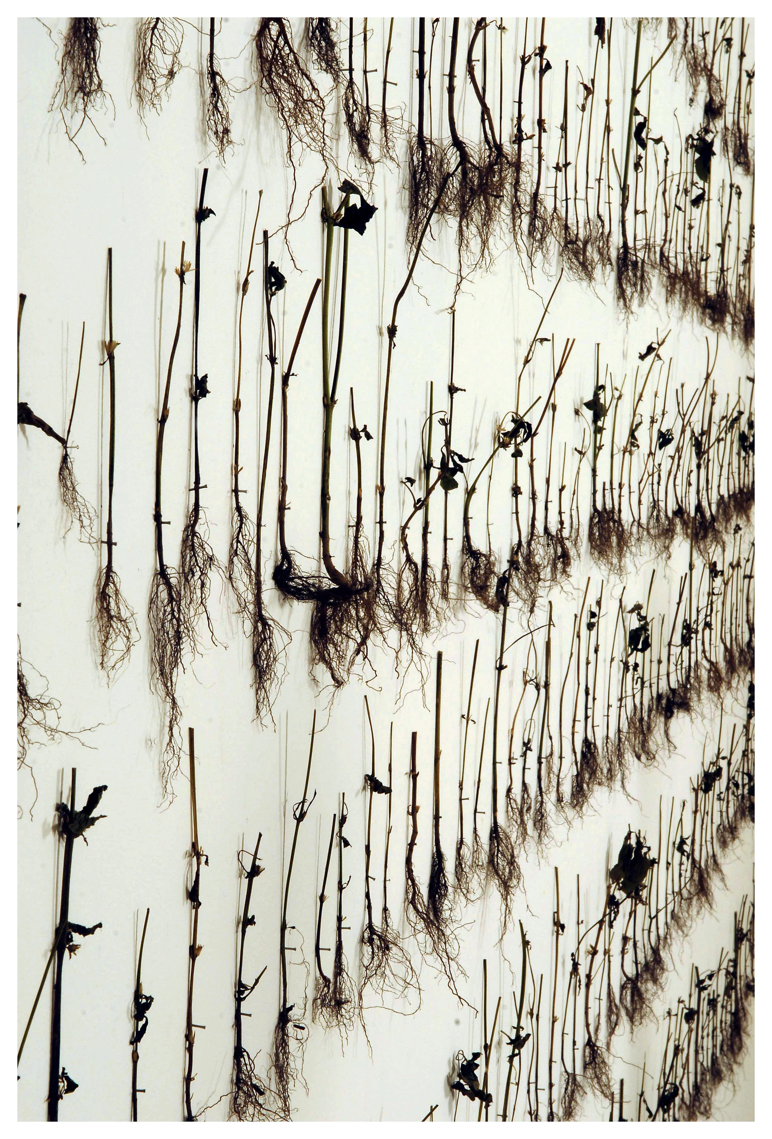 transience 008 copy.jpg