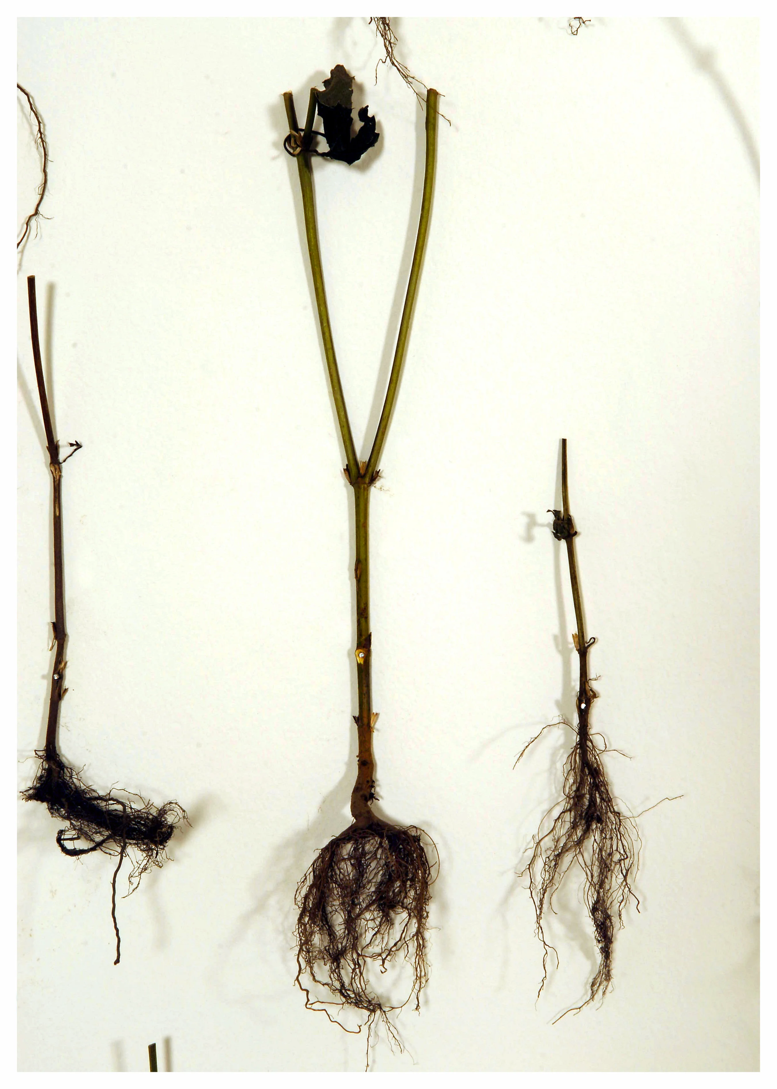 transience 009 copy.jpg
