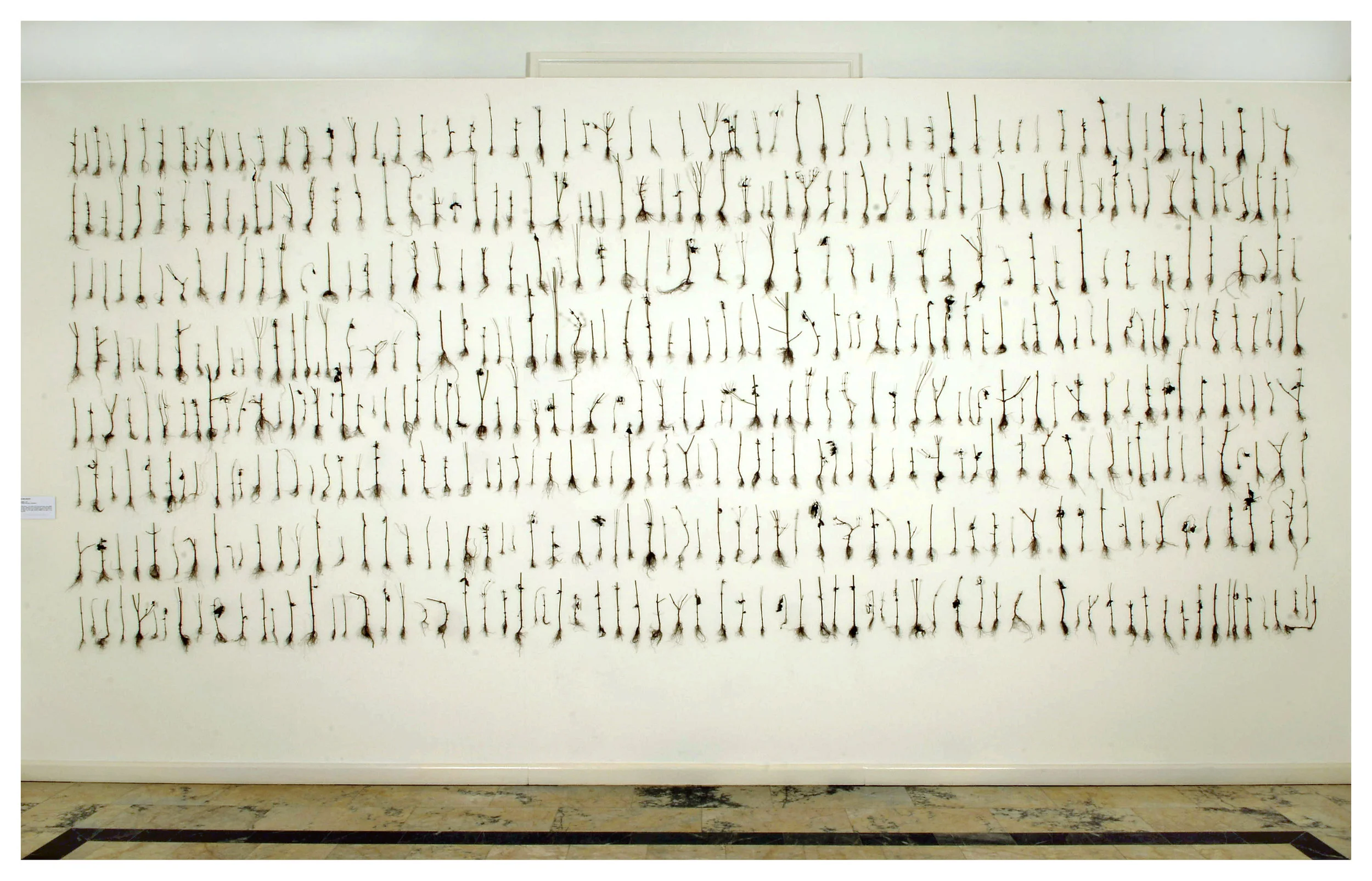 Copy of transience 006.jpg