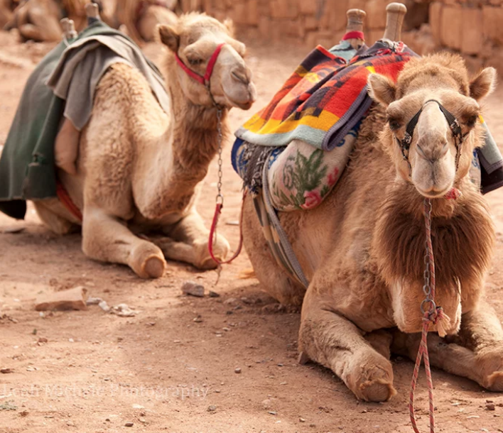 Camels