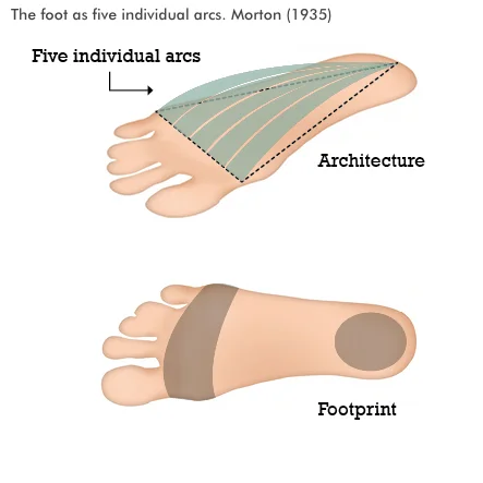 foot-as-five-individual-arcs.jpg