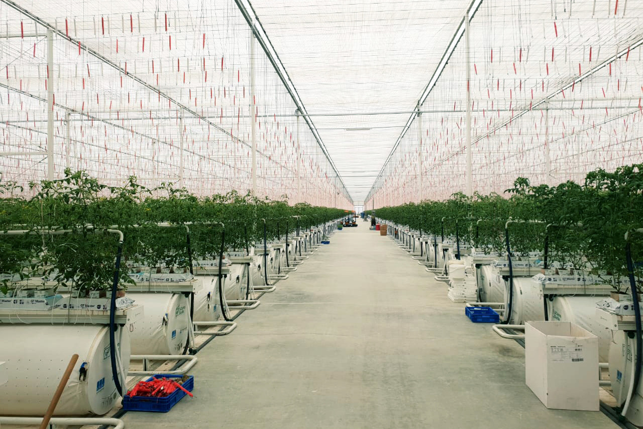 PIC 2 -mahalli web content - branding Values and positioning - vegetable production_Web.jpg