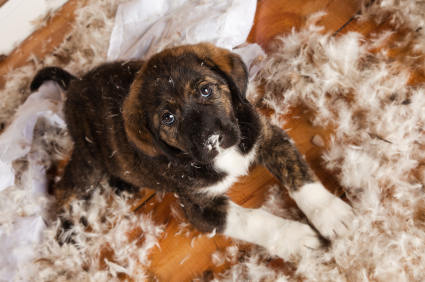 Puppy-Training-Destructive-Chewing.jpg