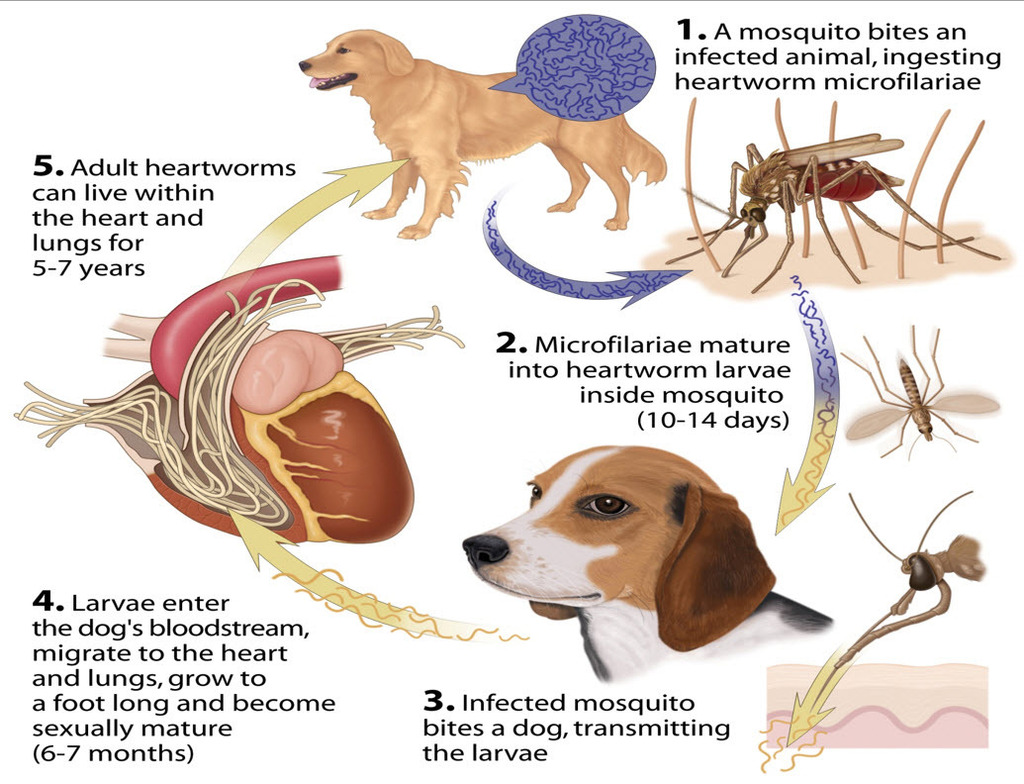heartworm.jpg
