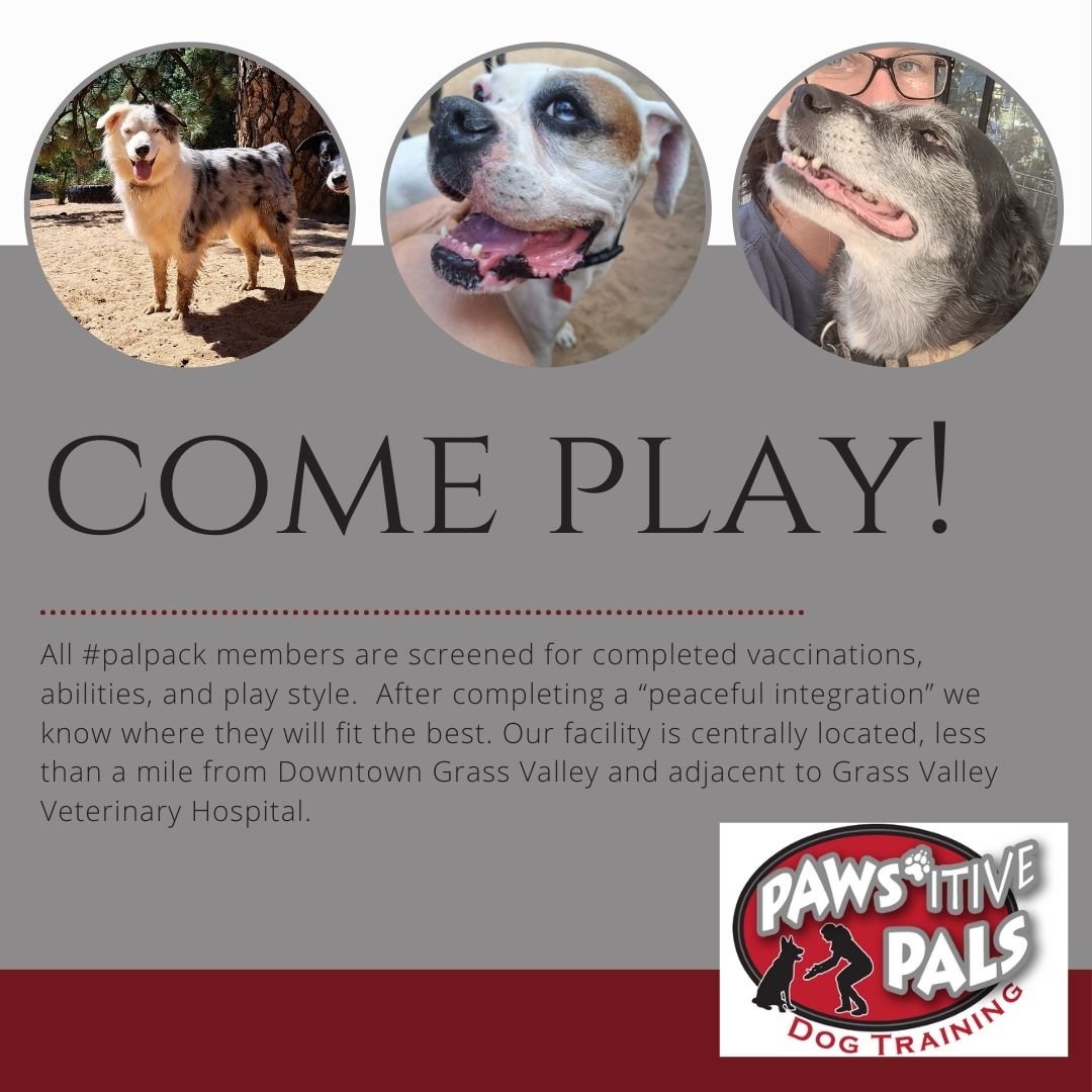 Peaceful Integrations are offered 5 days a week at PAWS'itive Pals Dog Training.
Mon/Wed/Fri 8:30-12:30 for puppies under 6 months of age.
Tues/Thur 12:30-4:30 for dogs over 6 months of age.
***All companions that join us are current on Bordetella, R