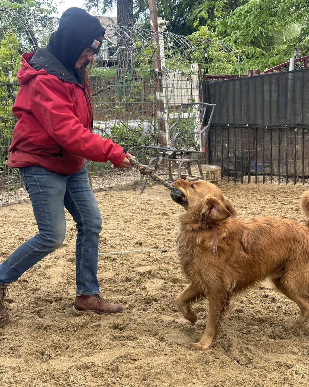 Lucky Coco getting some one on one playtime with Lauren 💛 #dogmob #palpack #dogfriendly #trainplaylove #pawsitively #ilovedogs #pawsome
#dogsarebetterthanhumans #dogtraininggrassvalley #welovedogs #dogshavebestiestoo #dogtraining