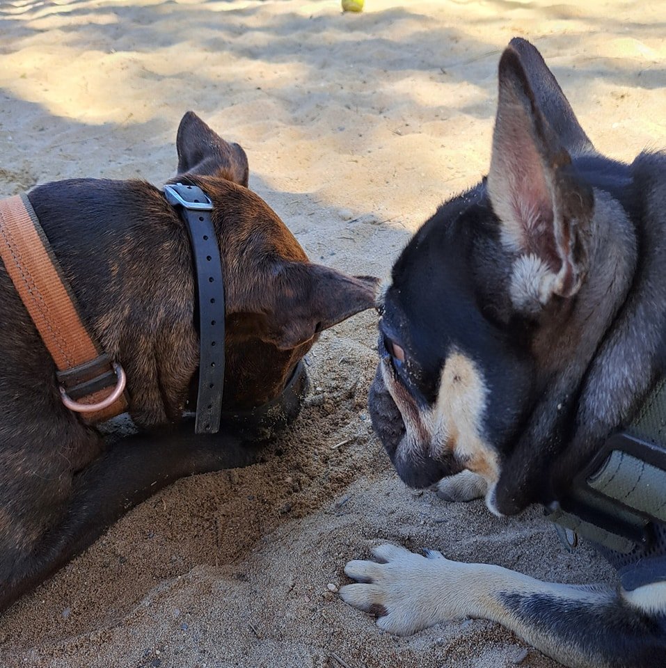 Besties Buster and Frankie.

#dogmob #palpack #dogfriendly #trainplaylove #pawsitively #ilovedogs #pawsome #dogsarebetterthanhumans #dogtraininggrassvalley #welovedogs #dogshavebestiestoo #dogtraining