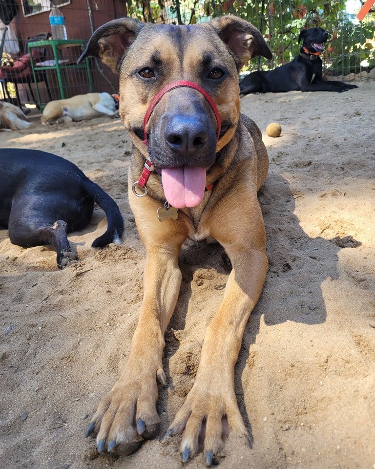 #dogmob #palpack #dogfriendly #trainplaylove #pawsitively #ilovedogs #pawsome #dogsarebetterthanhumans #dogtraininggrassvalley #welovedogs #dogshavebestiestoo #dogtraining