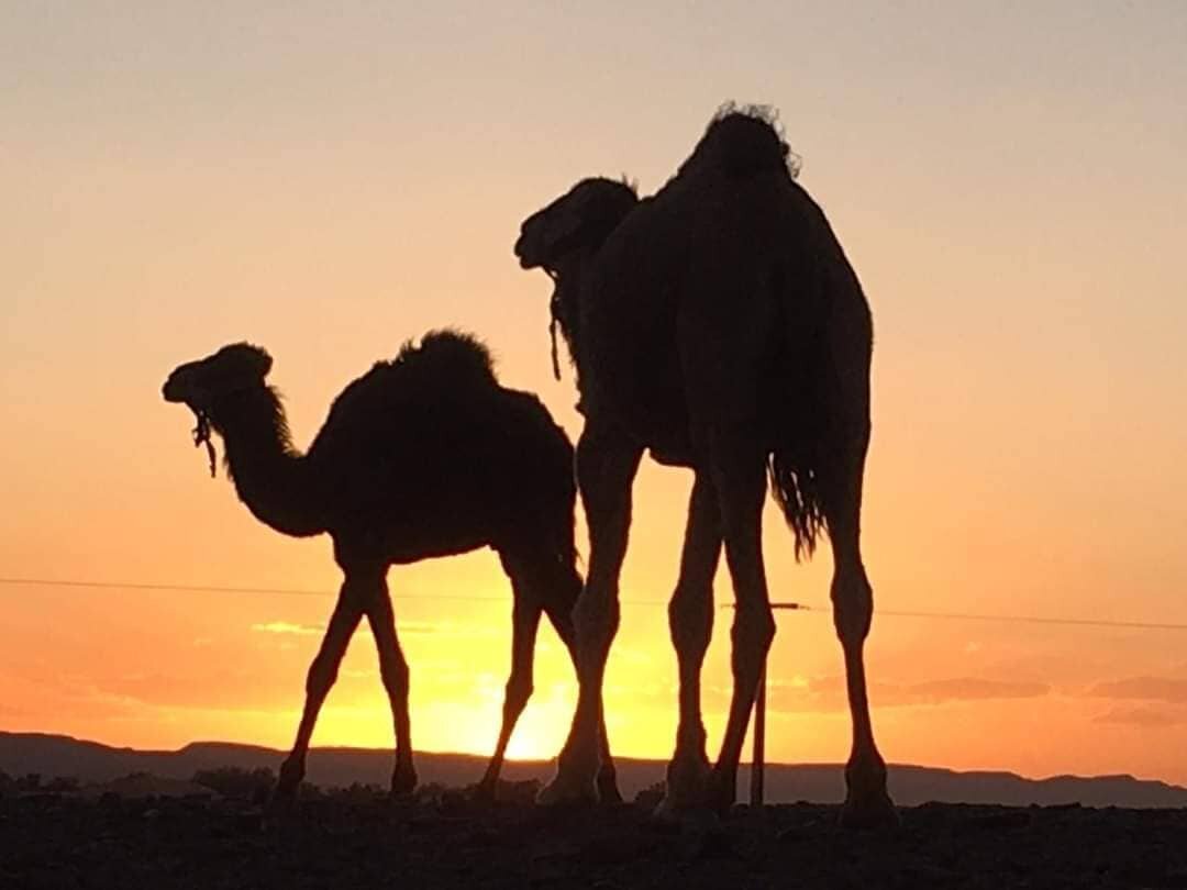 Pretty sunset in sahara desert with best friend #dromedary
.
.
.
Camel trekking Merzouga Sahara Desert Morocco, : 
📸@morocco_view_tours ⛺🐪
.
.
.
.
.
.
📧 Book your trip, night luxury camp, quads biking here: 🚩 www.moroccoview.com 
.
.
.
Or: info.m