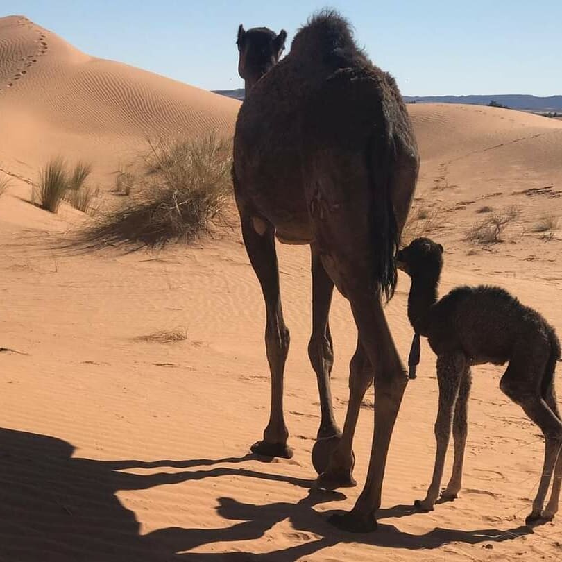 Lovely new born, Bebe Camel 🐪🐪🐪🐪.
.
.
.
Camel trekking Merzouga Sahara Desert Morocco, : 
📸@morocco_view_tours ⛺🐪
.
.
.
.
.
.
📧 Book your trip, night luxury camp, quads biking here: 🚩 www.moroccoview.com 
.
.
.
Or: info.moroccoview@gmail.com 