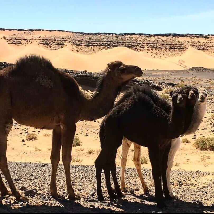 An Camels eyes have the power to speak a great language.
.
.
.
Camel trekking Merzouga Sahara Desert Morocco, : 
📸@morocco_view_tours ⛺🐪
.
.
.
.
.
.
📧 Book your trip, night luxury camp, quads biking here: 🚩 www.moroccoview.com 
.
.
.
Or: info.mor