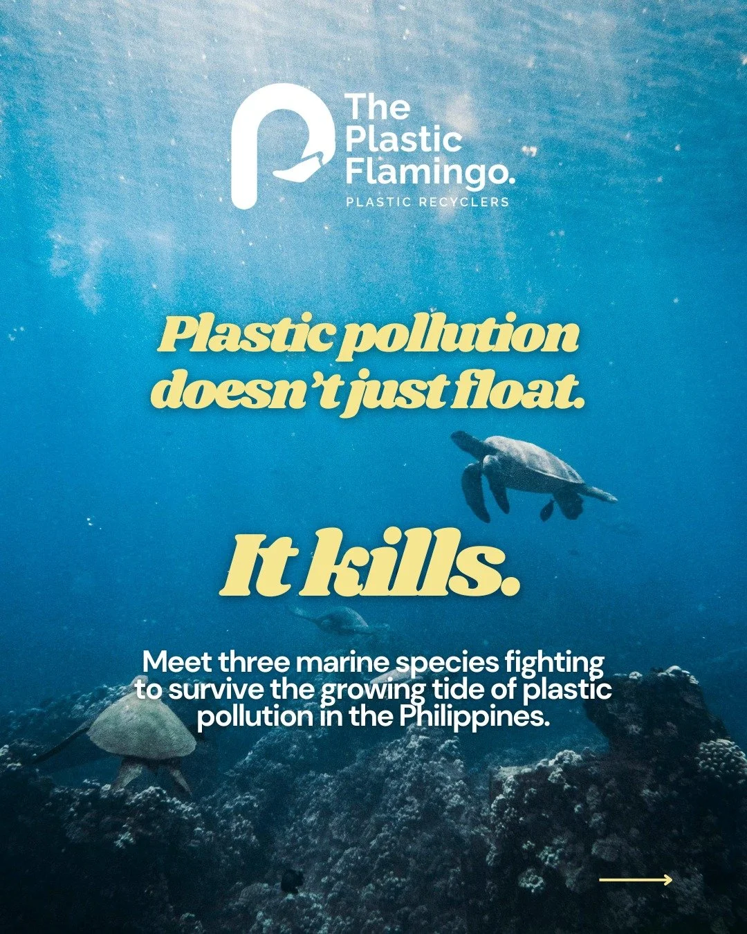 Plastic pollution is taking a heavy toll on marine life in the Philippines. 🌊🐢

From sea turtles mistaking plastic bags for jellyfish to whale shark ingesting microplastics, many species are fighting to survive. Discover three animals deeply affect