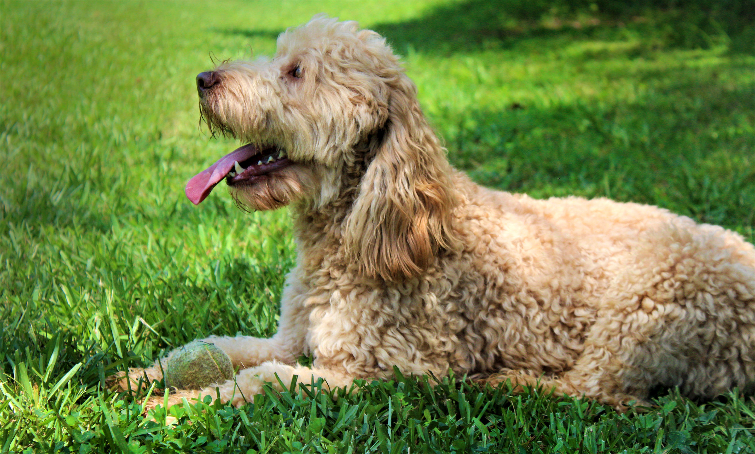 dog-pic.jpg